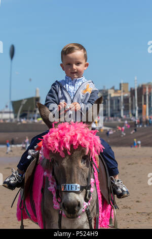 Blackpool, Lancashire, Regno Unito. Il 24 giugno 2018. Regno Unito Meteo. Estiva soleggiata giornata presso la costa, come Leyland Jones tre anni, godendo di un donkey ride. Il resort si aspetta un grande afflusso di turisti come le temperature estive sono attesi a salire questa settimana. I residenti e i turisti e visitatori stranieri che affollano la spiaggia di godere della brezza di mare, costiere attrazioni e un sole estivo. Credito: MediaWorldImages/Alamy Live News Foto Stock