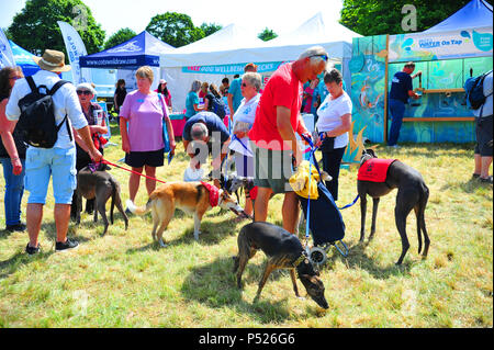 Bristol, Regno Unito. Il 24 giugno 2018. Regno Unito Meteo in una calda giornata estiva hanno partecipato centinaia di persone DOGfest a Ashton Court Estate Bristol,dove la loro abbondanza di spettacoli e bancarelle per tutti i loro animali domestici doggie esigenze. Robert Timoney/Alamy/live/News Foto Stock