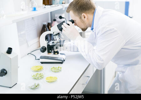 Scienziato maschio studiando gli ortaggi verdi sotto microscopio Foto Stock