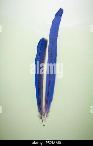 Taile piume di Iberian gazza Foto Stock
