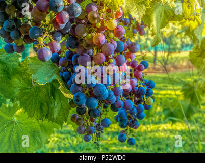 Grappolo di uva appeso dal vitigno in un vigneto Foto Stock