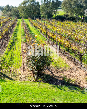 Filari di viti in un vigneto in inverno nella Valle di Swan alla periferia di Perth WA Australia Occidentale. Foto Stock