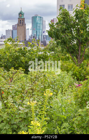 Roofgarden a Rotterdam, Paesi Bassi Foto Stock