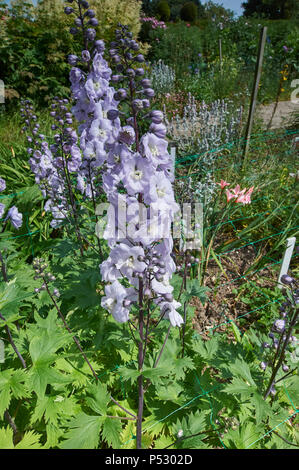 Delphinium fontane Magic ai primi di giugno Foto Stock