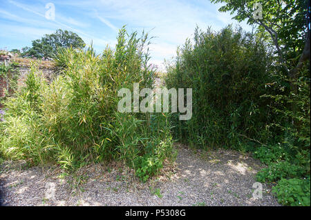 Bamboo (Phyllostachys propinqua) cresce in grumi grandi in un giardino inglese durante l'estate. Regno Unito, GB. Foto Stock