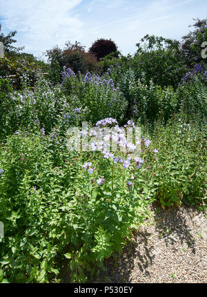 Campanulas crescente nel formale elizabethan giardini di Burton Agnese Hall che crescono la raccolta nazionale di campanulas, East Yorkshire, Regno Unito,GB Foto Stock