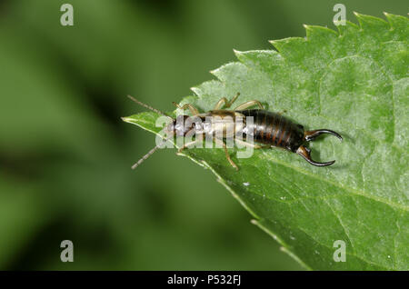 Comune, earwig Forficula auricularia (maschio)su una foglia Foto Stock