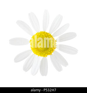 Close-up di Camomilla (Matricaria chamomilla) isolato su sfondo bianco. Foto Stock