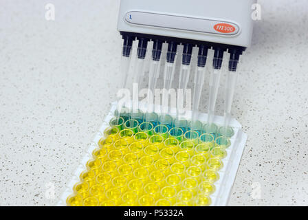 Il lavoro di laboratorio: Preparazione di campioni in un 96-pozzetti della piastra PCR nell'ELISA-diagnostica Foto Stock