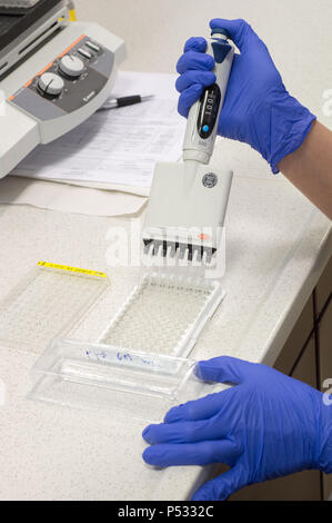 Il lavoro di laboratorio: Preparazione di campioni all'interno della diagnostica di ELISA Foto Stock