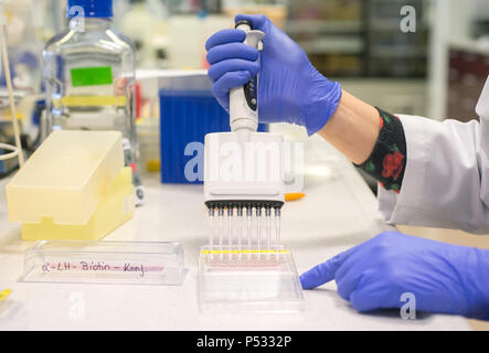 Il lavoro di laboratorio: Preparazione di campioni in un 96-pozzetti della piastra PCR nell'ELISA-diagnostica Foto Stock