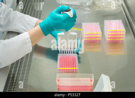 Il lavoro di laboratorio: Preparazione di campioni in un 96-pozzetti della piastra PCR nell'ELISA-diagnostica Foto Stock