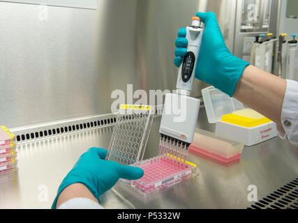 Il lavoro di laboratorio: Preparazione di campioni in un 96-pozzetti della piastra PCR nell'ELISA-diagnostica Foto Stock