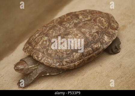Cursore comune - Trachemys scripta elegans Foto Stock