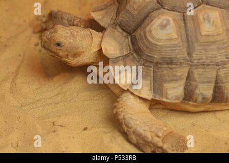 Spronato africana - tartaruga Geochelone sulcata Foto Stock