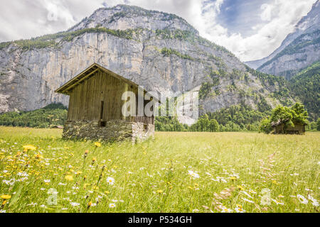 Fiori di Primavera in Lauterbrunnen nelle Alpi Svizzere Foto Stock