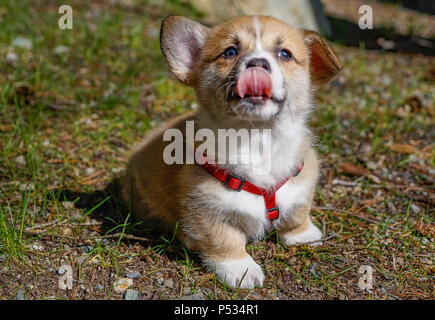 Lucky il Corgi Foto Stock