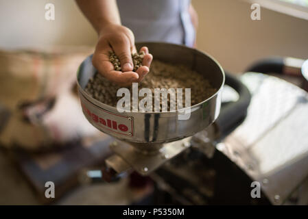 Professional la tostatura del caffè e il test con la mano in Colombia Foto Stock