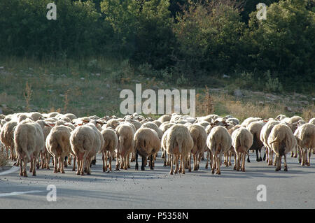 Allevamento di ovini in Grecia Foto Stock