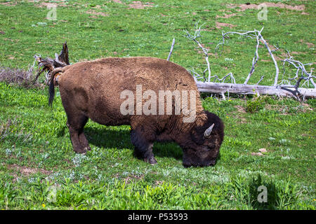 American Bison, Buffalo pascolo nel parco nazionale di Yellowstone, Wyoming, USA Foto Stock