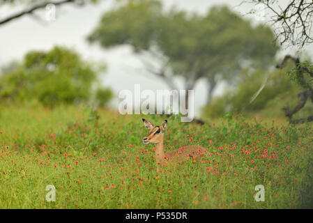 Impala pascolano tra i rossi floweers Foto Stock