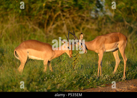 Due maschio impala combattimenti a Kruger Foto Stock