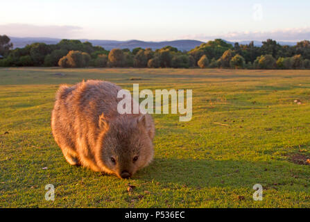 Wombat su Maria Island Foto Stock