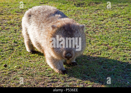 Wombat su Maria Island Foto Stock
