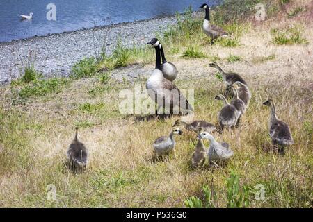 Gregge di giallo oca bambino catturato nella laguna di Esquimalt Bird Sanctuary Vancouver Island, Victoria, della Columbia britannica in Canada Foto Stock