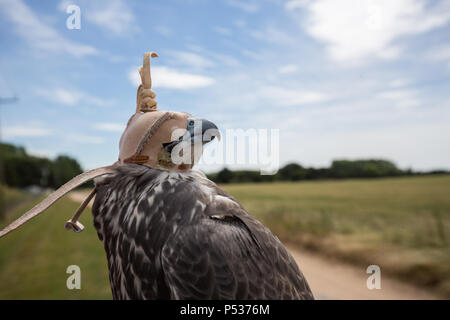 Gyr x saker falcon indossando il cofano Foto Stock