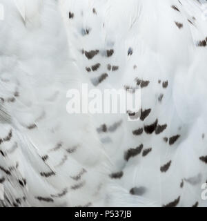 Civetta delle nevi giù dettaglio Foto Stock