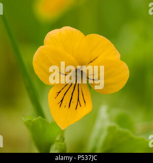 Viola biflora è una specie del genere Viola. Foto Stock