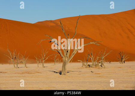 Bella serata colori nascosta del Dead Vlei paesaggio nel deserto del Namib, morto di alberi di acacia in valle con cielo blu, Namibia Foto Stock