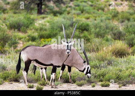 Gemsbok, Oryx gazella nel Kalahari deserto verde dopo la stagione delle piogge. Kgalagadi Parco transfrontaliero, Sud Africa wildlife safari Foto Stock