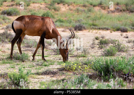 Red Hartebeest (Alcelaphus buselaphus caama) nel Kalahari deserto verde dopo la stagione delle piogge. Kgalagadi Parco transfrontaliero, Sud Africa wildlife safari Foto Stock