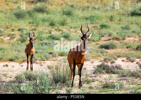 Red Hartebeest (Alcelaphus buselaphus caama) nel Kalahari deserto verde dopo la stagione delle piogge. Kgalagadi Parco transfrontaliero, Sud Africa wildlife safari Foto Stock