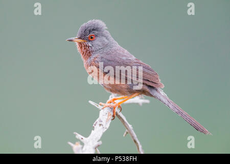 Dartford trillo (Sylvia undata), maschio adulto appollaiato su un ramo Foto Stock