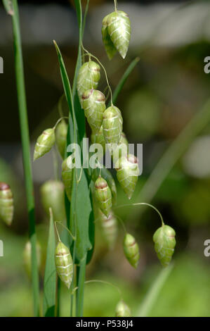 Infiorescenza di un coltivato vacilla erba, Briza media, con penduli attraente boccioli di fiori su steli ispido, può Foto Stock