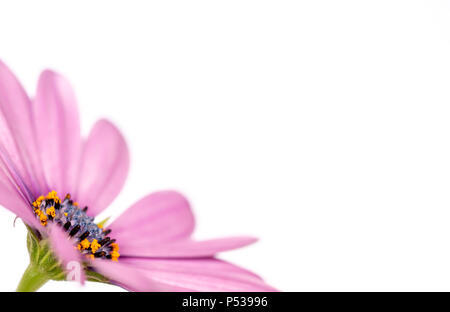 Vista laterale di un rosa margherita africana (osteopermum), isolati su sfondo bianco Foto Stock