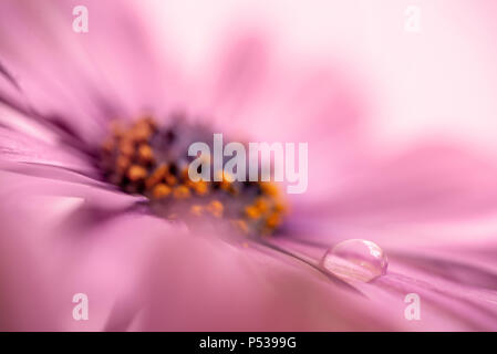 Goccia di acqua su un petalo di rosa margherita africana (osteopermum) Foto Stock
