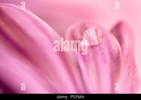 Goccia di acqua su un petalo di rosa margherita africana (osteopermum) Foto Stock