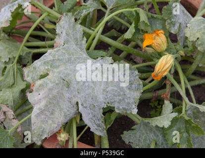 Oidio sulle foglie di una pianta di zucchine Foto Stock