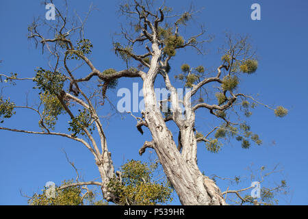 Vischio cresce sugli alberi sulle rive del fiume Tamigi a Richmond vicino a Londra Foto Stock