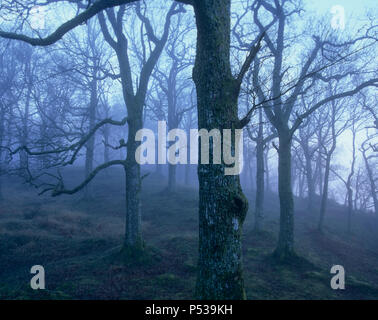 Freddo e bosco scuro nel distretto del lago d'Inghilterra Foto Stock