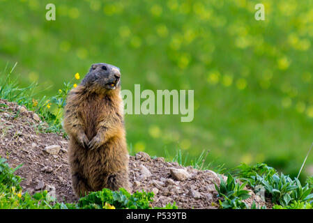 La marmotta alpina nelle Alpi Europee (Malbun, Liechtenstein) ritti in sentinel Foto Stock