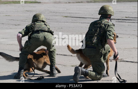 Scontri militari di cani Foto Stock