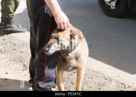 Scontri militari di cani Foto Stock