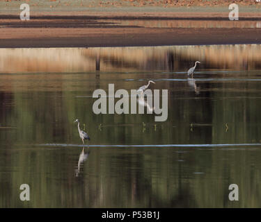 Airone blu la pesca al lago di St Mary Arizona USA Foto Stock