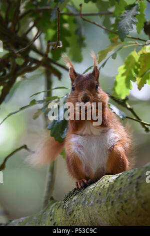 Una femmina di Brownsea Island scoiattolo rosso alimentando in una quercia Foto Stock