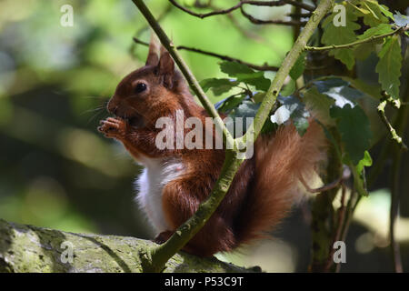 Una femmina di Brownsea Island scoiattolo rosso alimentando in una quercia Foto Stock